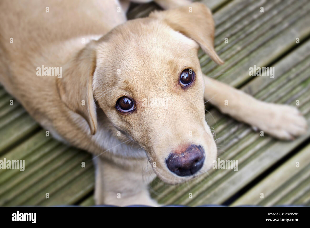 Labrador cachorro mirando hacia arriba Foto de stock