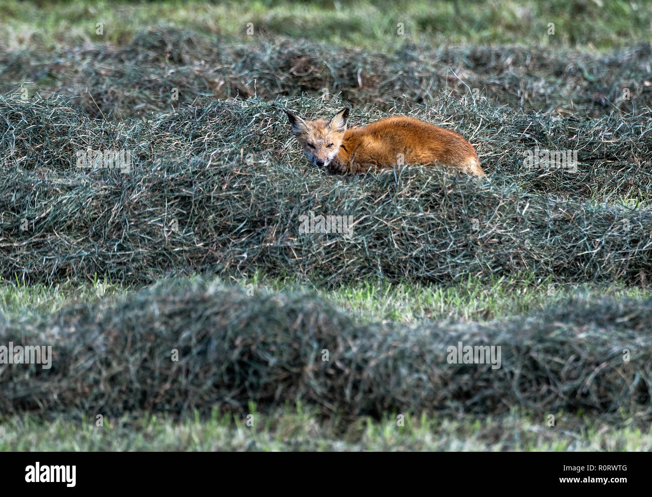 A la caza del zorro rojo en un campo de heno, de Tiverton, Rhode Island, EE.UU. Foto de stock