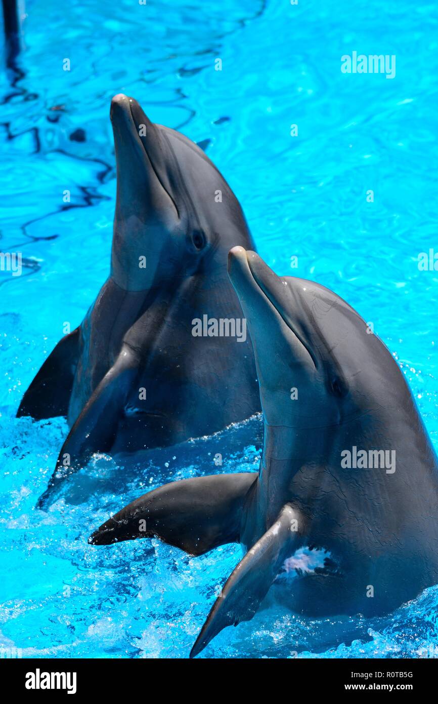 Dos delfines actuando en un espectáculo dophin Foto de stock