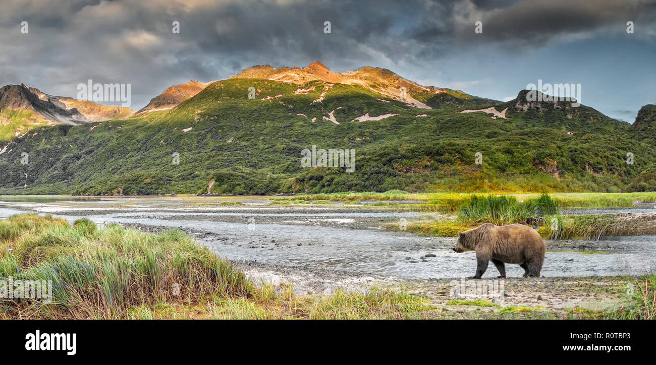 Alaska paisaje Parque Nacional Katmai con oso en el banco del río Foto de stock