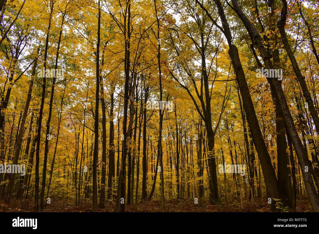 Colores de otoño en bosques de arce. Situado en el centro de la naturaleza Huron, en el Medio Oeste, estado de Michigan. Este parque está ubicado en las orillas del Lago Huron en el pulgar. Foto de stock