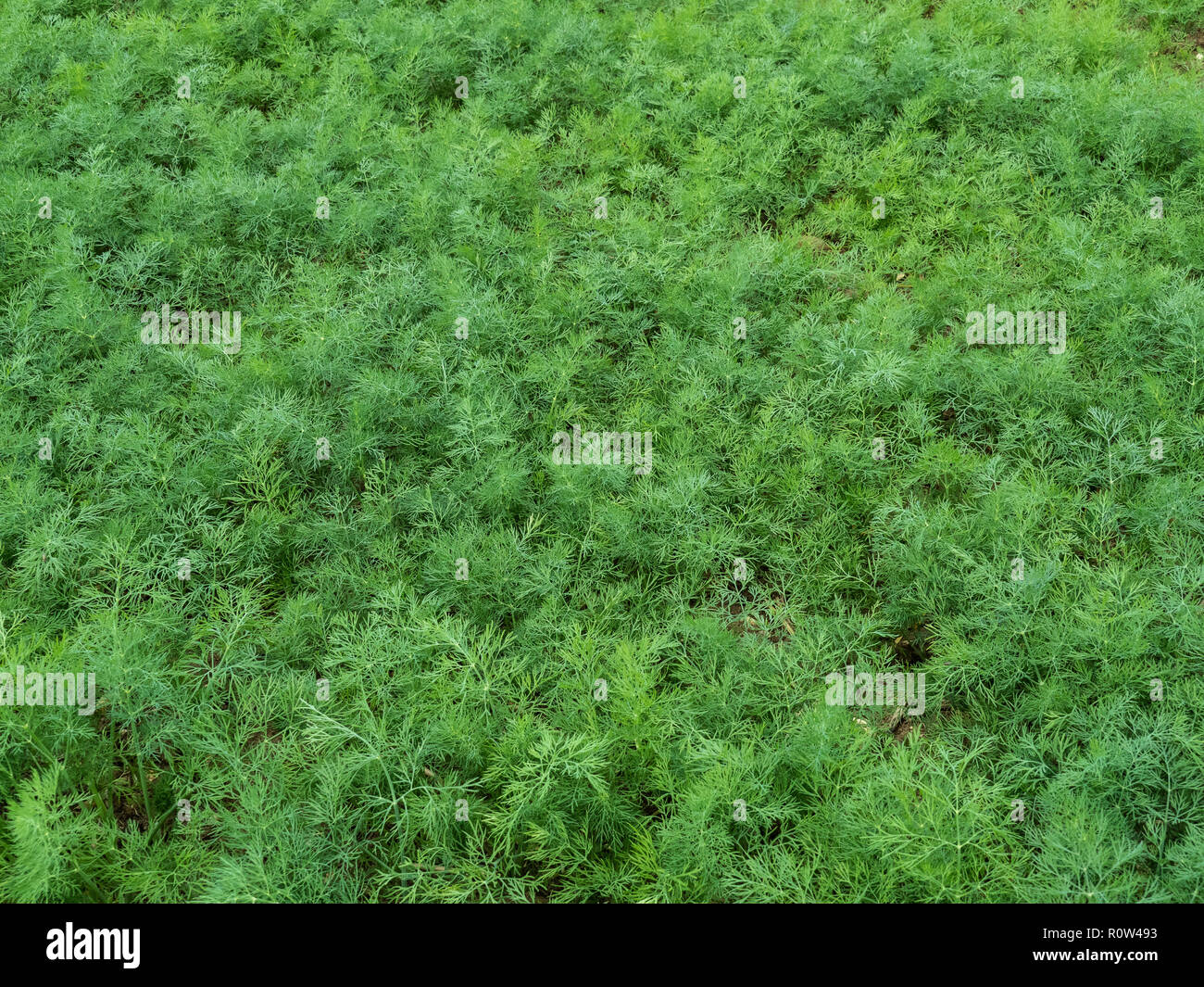 Un primer plano de un campo de cultivo de escala de la hierba culinaria eneldo Foto de stock