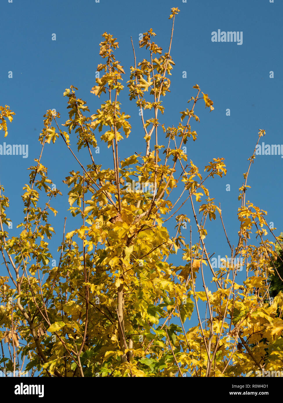 El follaje dorado del campo maple Acer campestre brillando en la luz del sol de otoño contra un cielo azul claro Foto de stock
