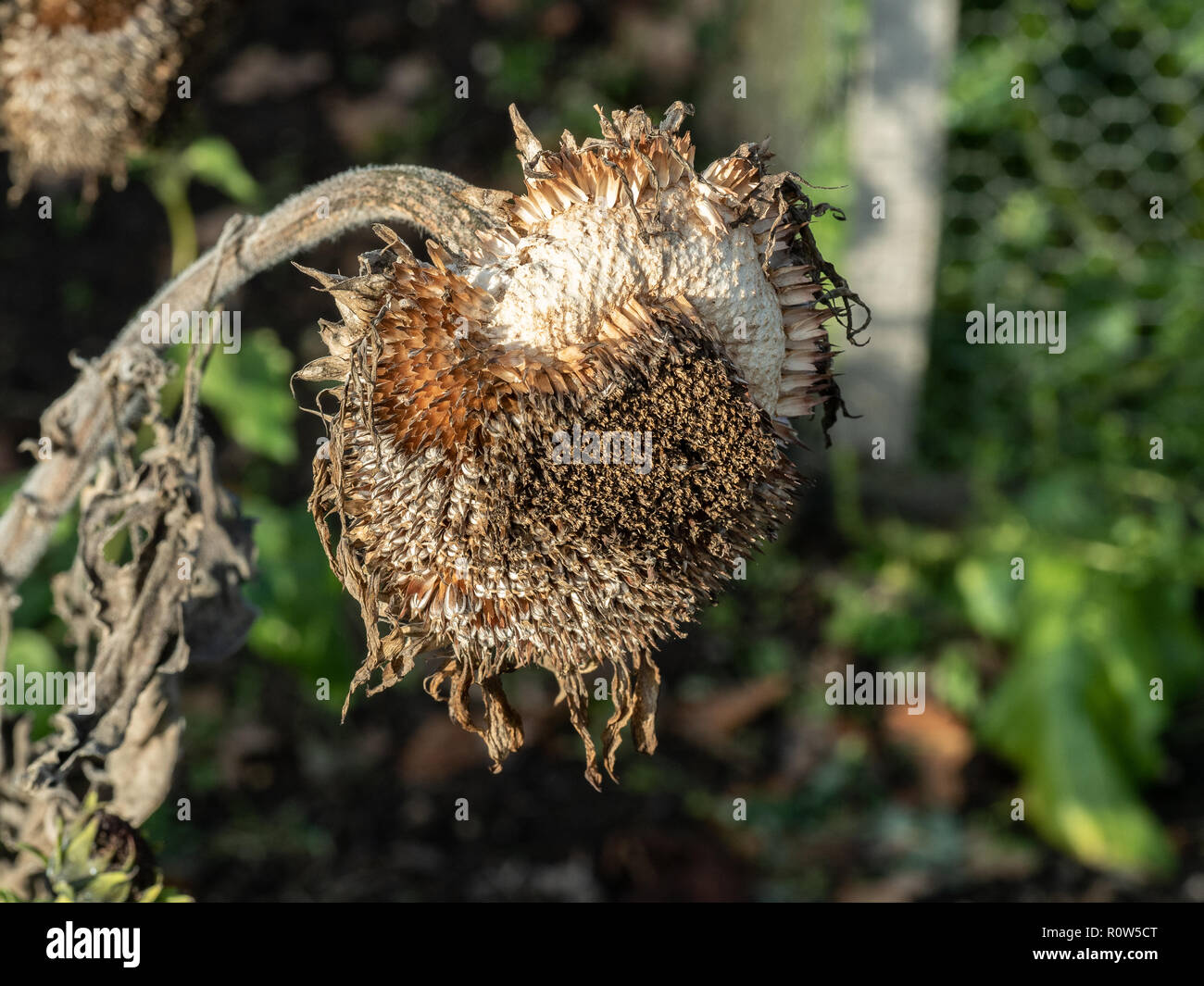 De cerca una cabeza de semillas de girasol que ha sido parcialmente comidos por las aves Foto de stock