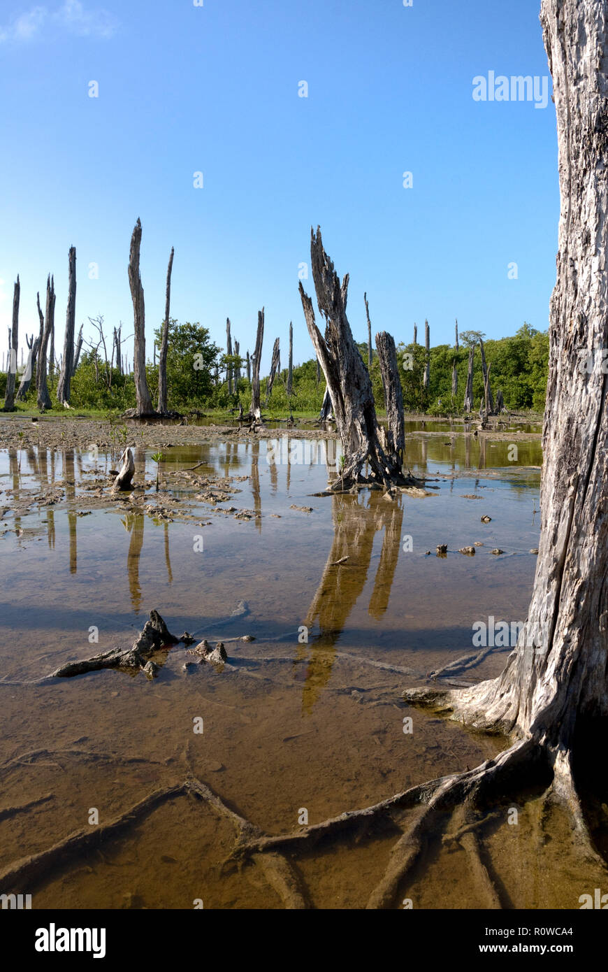 Bosque Petrificado Tampeten - un bosque está muerta después del huracán la inundación con agua salada, Celestún, México Foto de stock