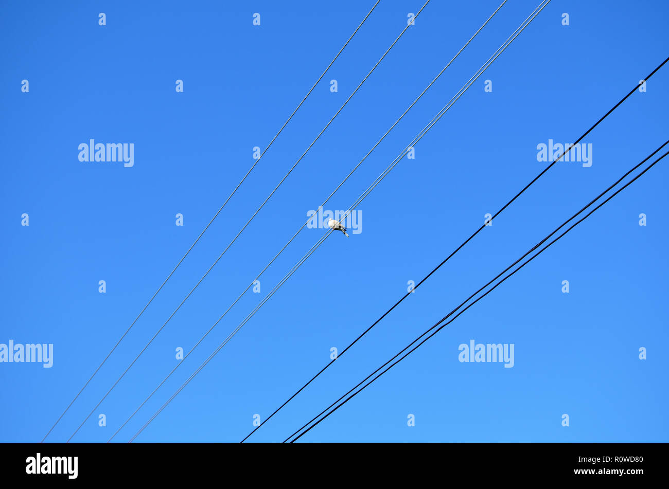 Paloma sobre un alambre eléctrico contra el cielo azul claro Foto de stock