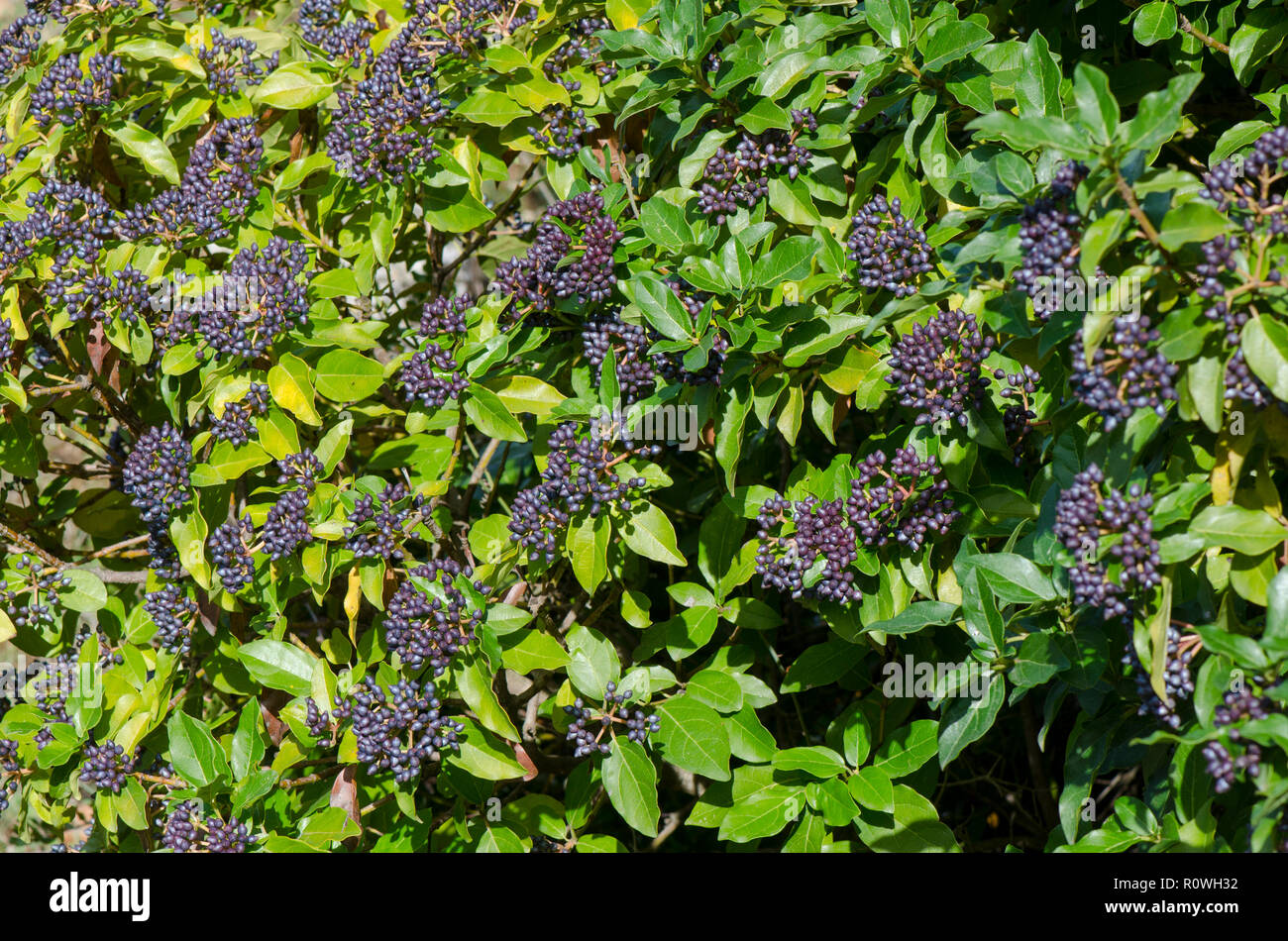 Frutos tóxicos de Viburnum tinus Planta, Andalucia, España Fotografía