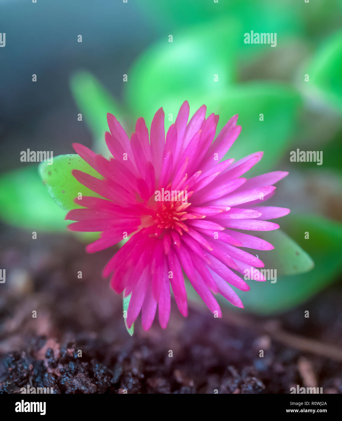 Cerca de una flor rosa sobre una planta suculenta Foto de stock