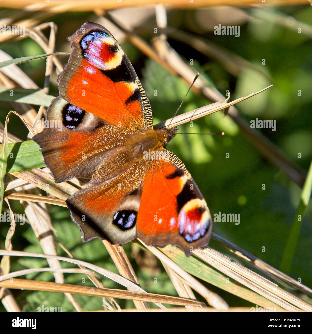 Mariposa pavo real (Aglais io) disfrutando del sol, Cornwall, Inglaterra, Reino Unido. Foto de stock