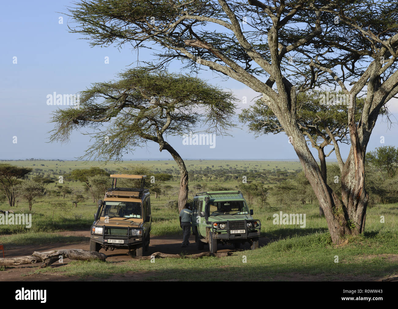 Unter Safari-Fahrzeuge Akazien, Parque nacional Serengeti, Tansania Foto de stock