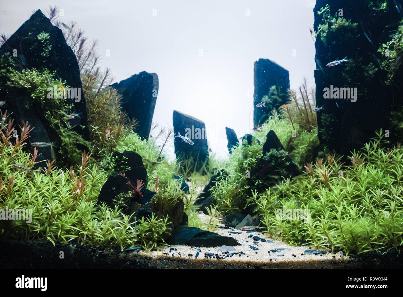 Acuario con muchos peces y plantas naturales y arena.peces tropicales. acuario con plantas verdes y corales Fotografía de stock - Alamy