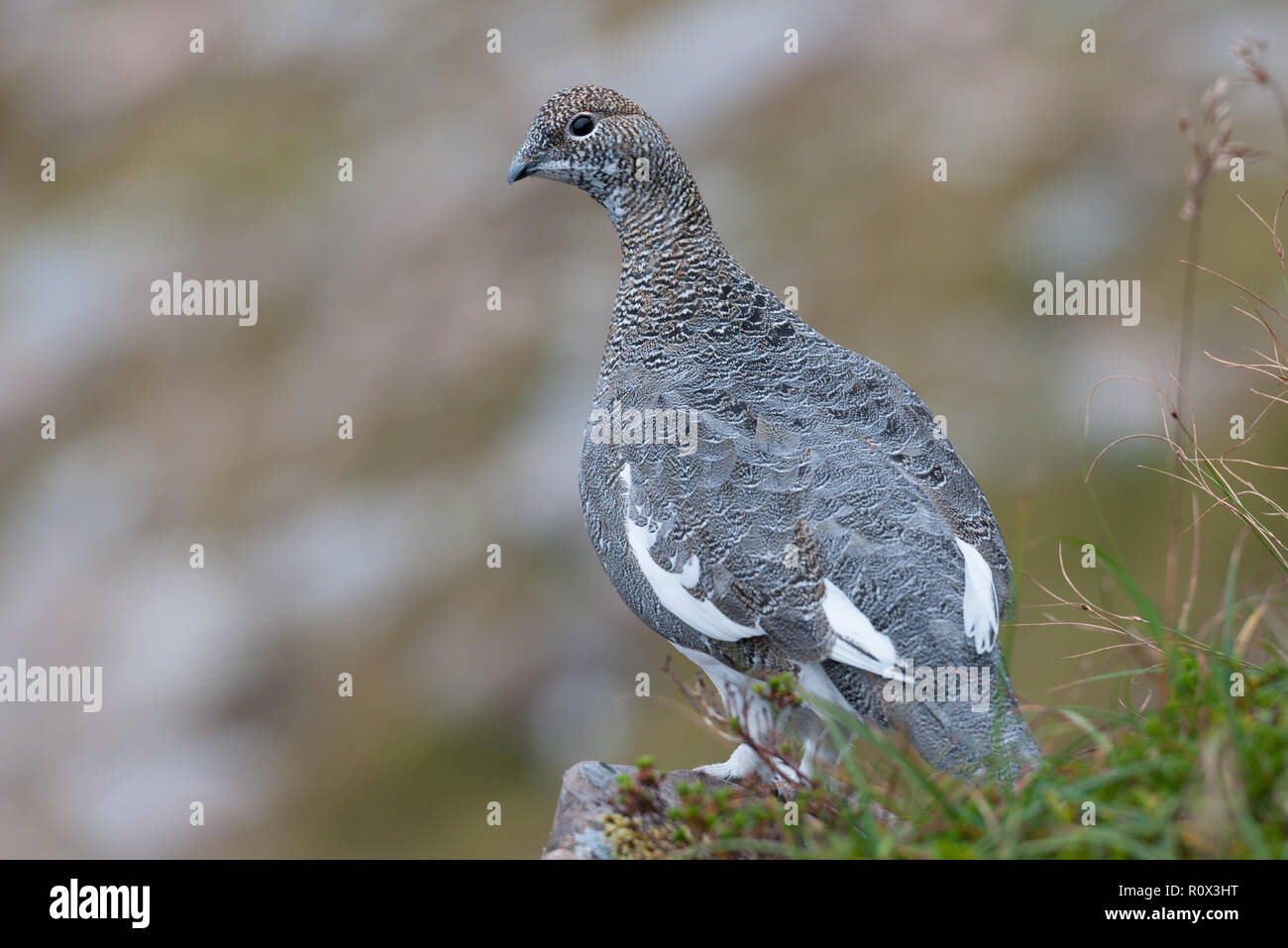 Uando Ptarmingan (Lagopus muta) en las Tierras Altas de Escocia Foto de stock