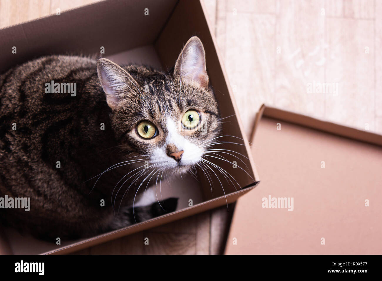 Gracioso, lindo gato se asienta en una caja de cartón, mira Foto de stock