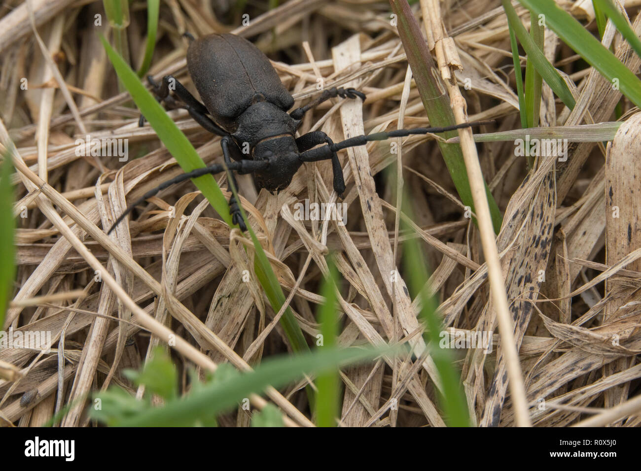 Escarabajo negro en el último año la hierba Foto de stock