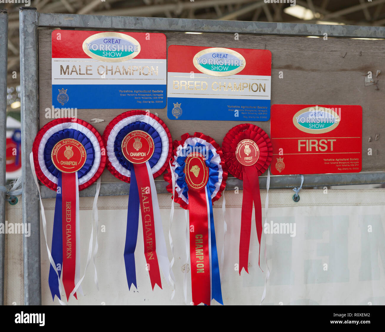 Rosetas y premios ganados por el primer lugar, campeón de la raza y por el Gran Campeón Macho Yorkshire Mostrar Foto de stock