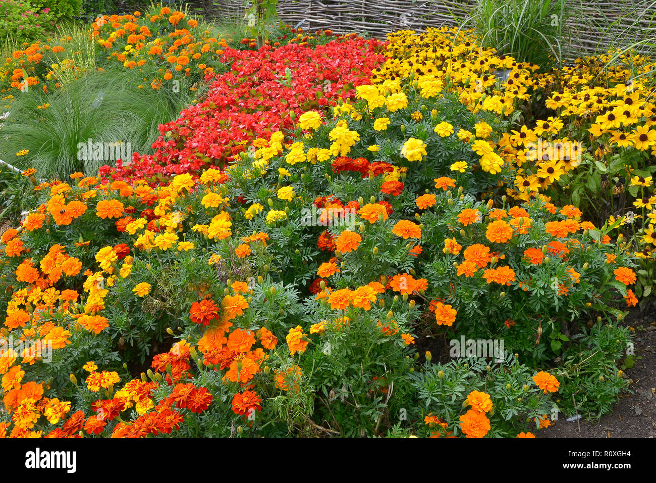 Borde de flores coloridas con visualización de las caléndulas, Marigold Francesa 'Durango' mejorada en colores surtidos y amarillo Rudbeckia Foto de stock