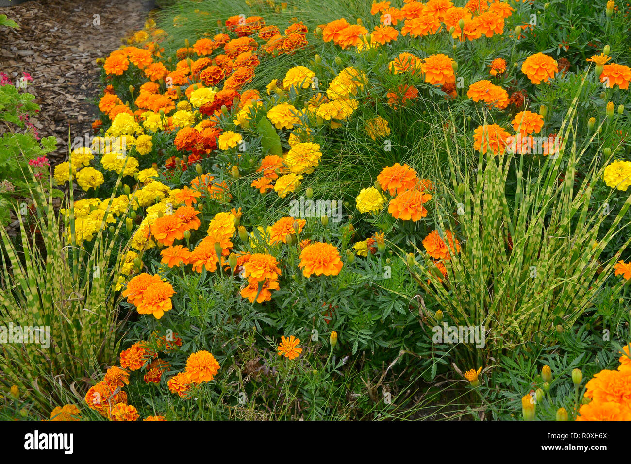 Borde de flores coloridas con visualización de las caléndulas, Marigold Francesa 'Durango' mejorada en colores surtidos y Zebra césped ornamental Foto de stock