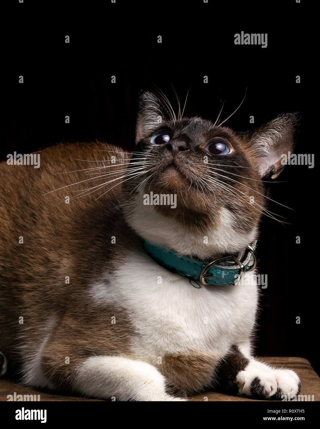 Hermoso gato atigrado mirando hacia arriba, Foto de estudio, fondo negro, retrato aislado Foto de stock