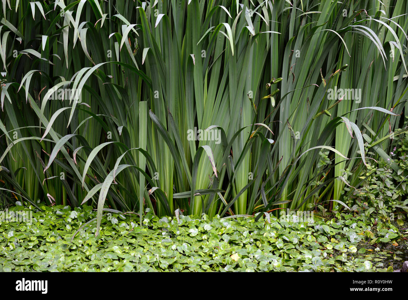 Bandera iris,tallo,tallos,densa,invasivo,planta,plantas,estanque,estanques,agua,jardines florales,RM Foto de stock