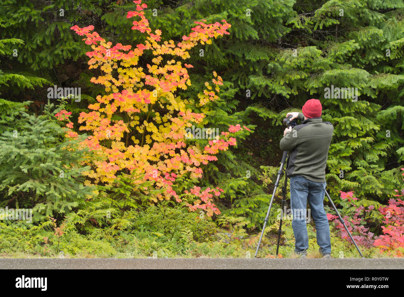 Hombre fotografiando color en el otoño, Cascadas del Norte Foto de stock