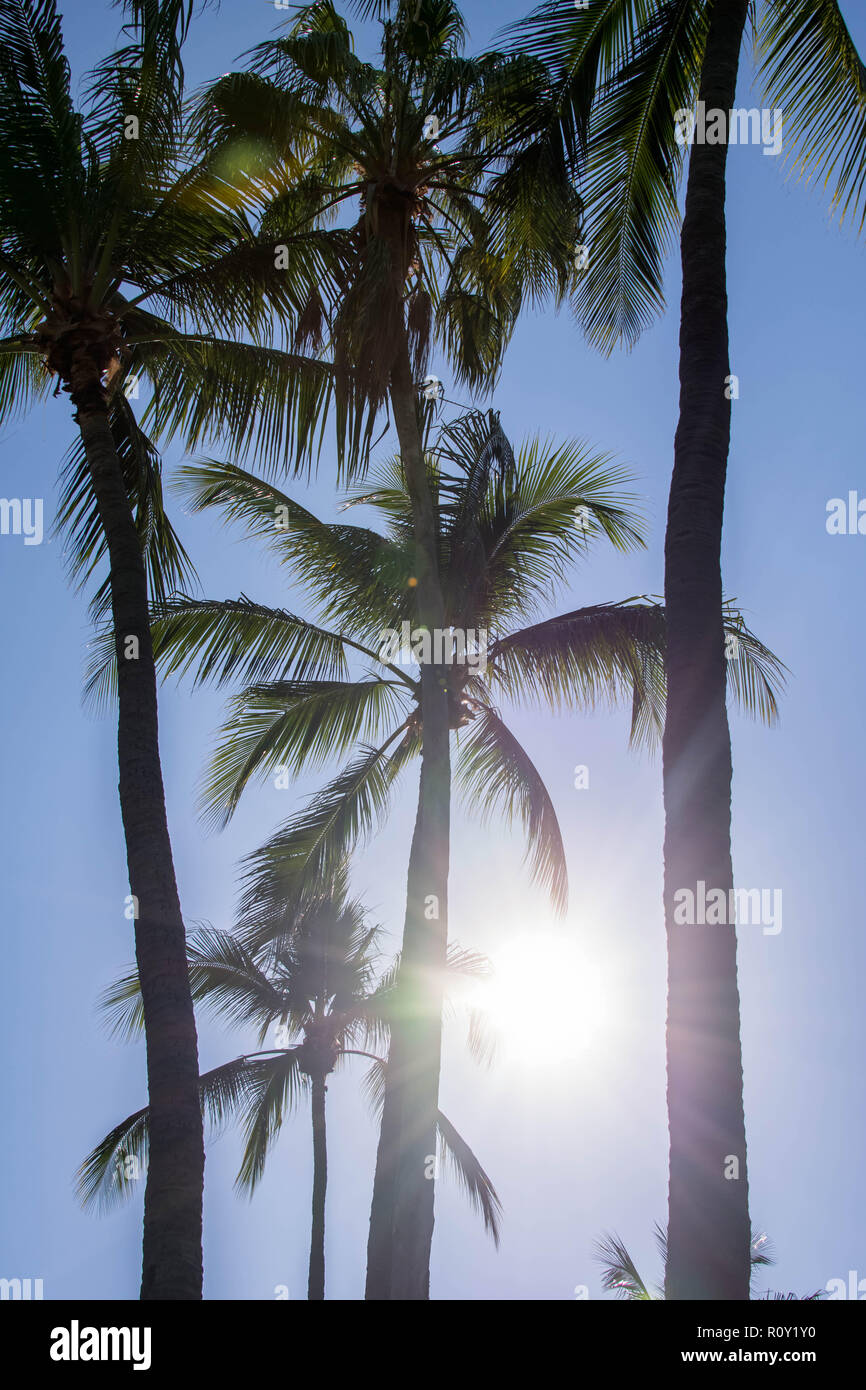 Silueta de palmeras. Hermoso fondo tropical, cielo azul, el brillo del sol. Las vacaciones de verano, la naturaleza, viajes Foto de stock