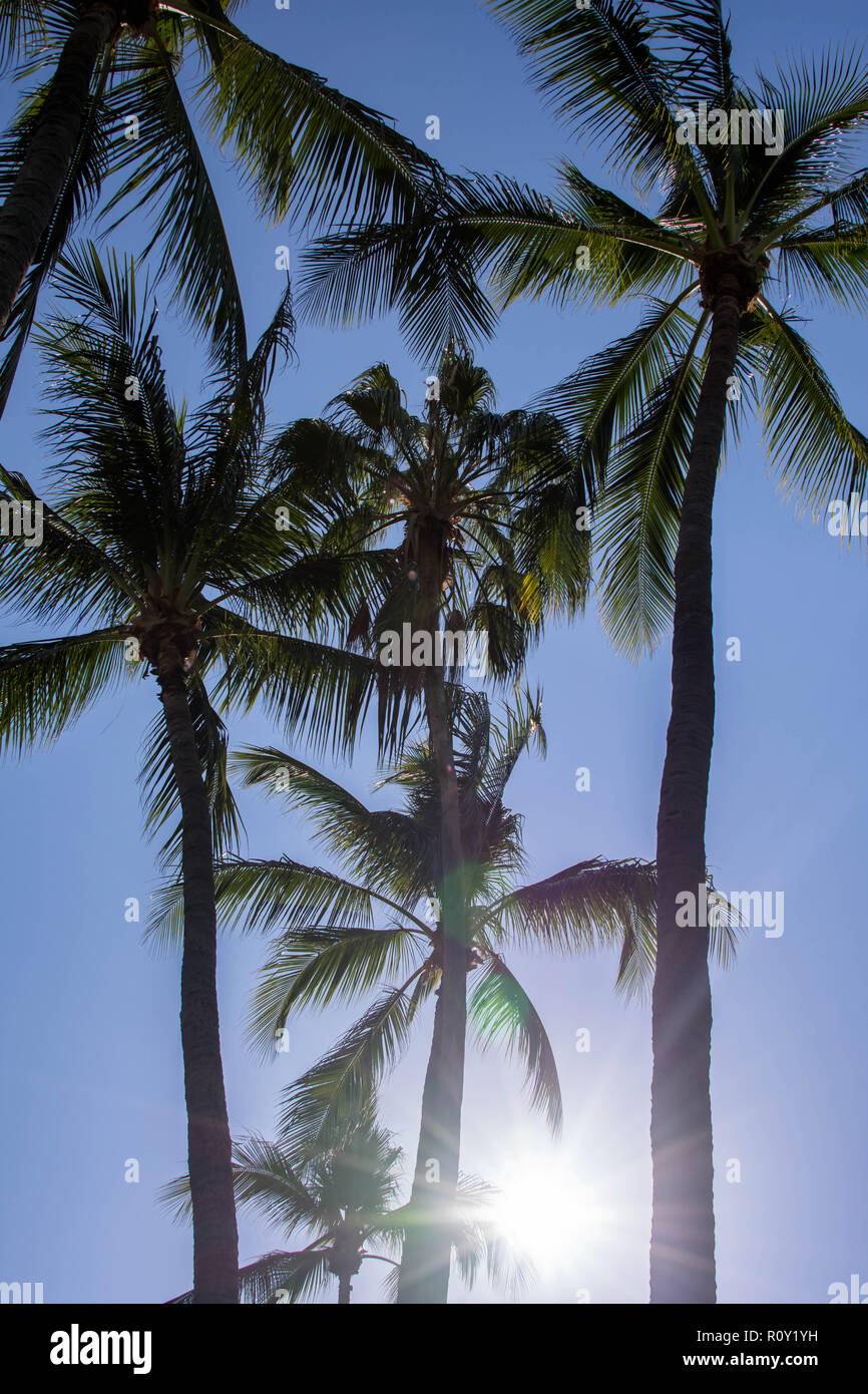 Silueta de palmeras. Hermoso fondo tropical, cielo azul, el brillo del sol. Las vacaciones de verano, la naturaleza, viajes Foto de stock