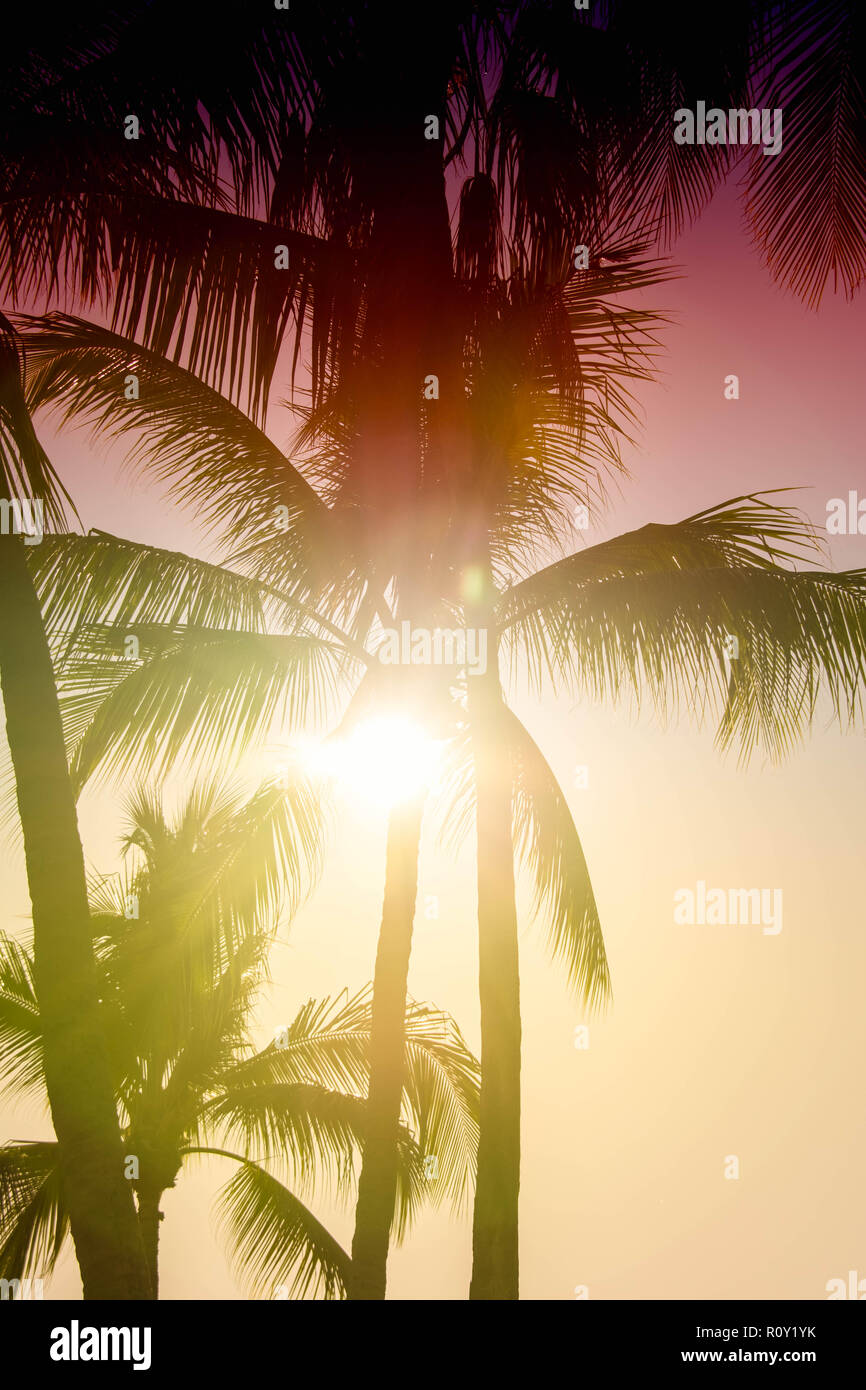 Silueta de palmeras. Hermoso fondo tropical, Sun Glare, retro, vintage filtro. Foto de stock