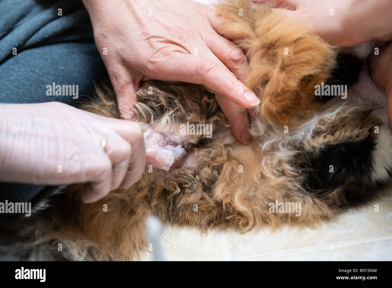 Primer plano de calicó gato Maine Coon butt tras recibir enema , sobrepeso  estreñido enfermos felino, manos de gente en casa veterinario, vaselina  Fotografía de stock - Alamy