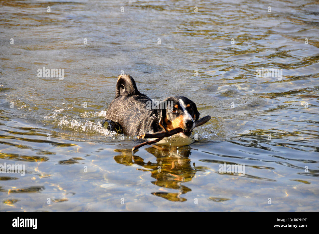 Appenzell boyero suizo con un palo en su desembocadura en el río. Foto de stock