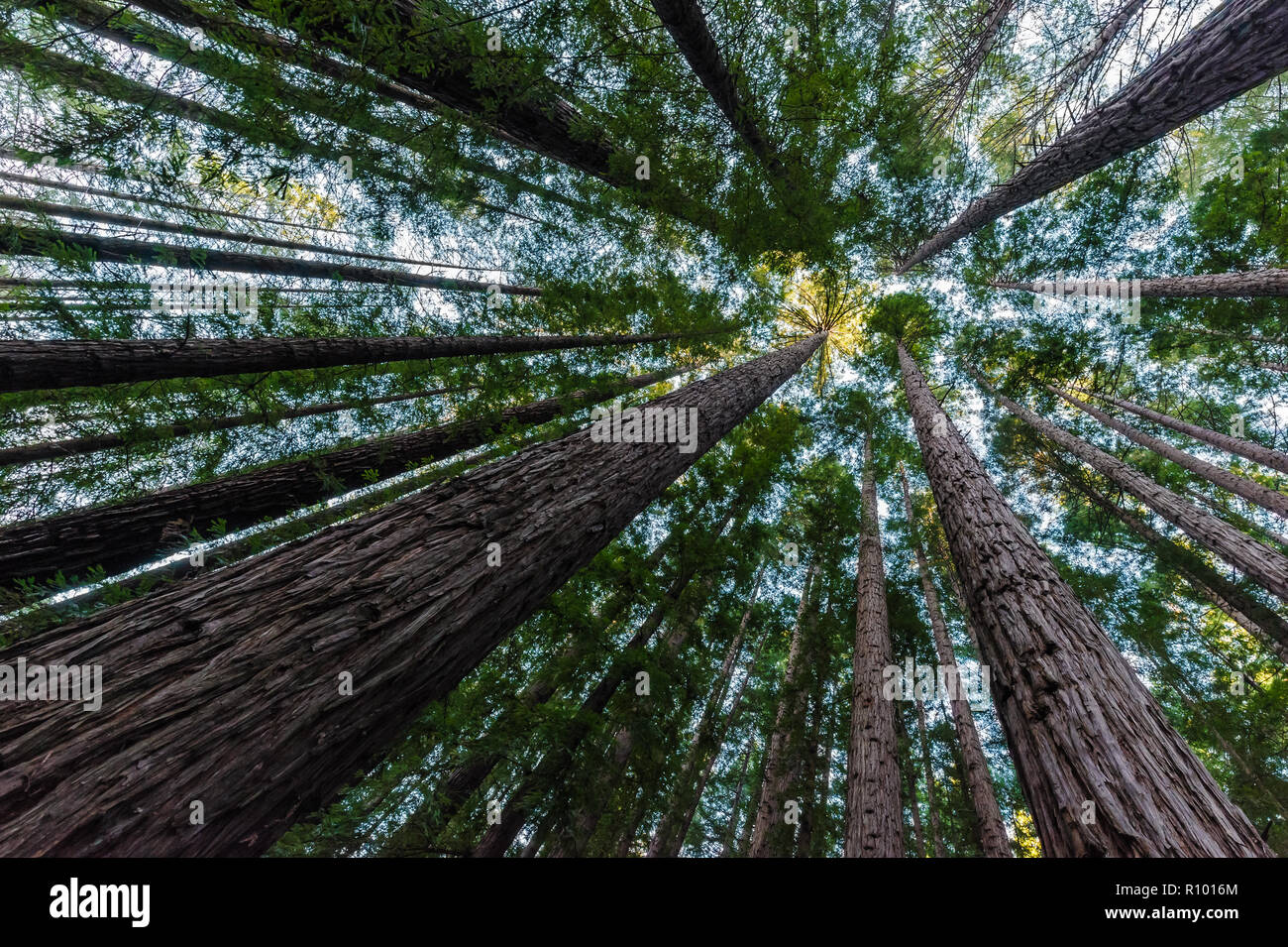 Perspectiva hacia el cielo de los valientes o Sequoia Redwood Forest en East Warburton en Victoria's Warburton Valle. Foto de stock