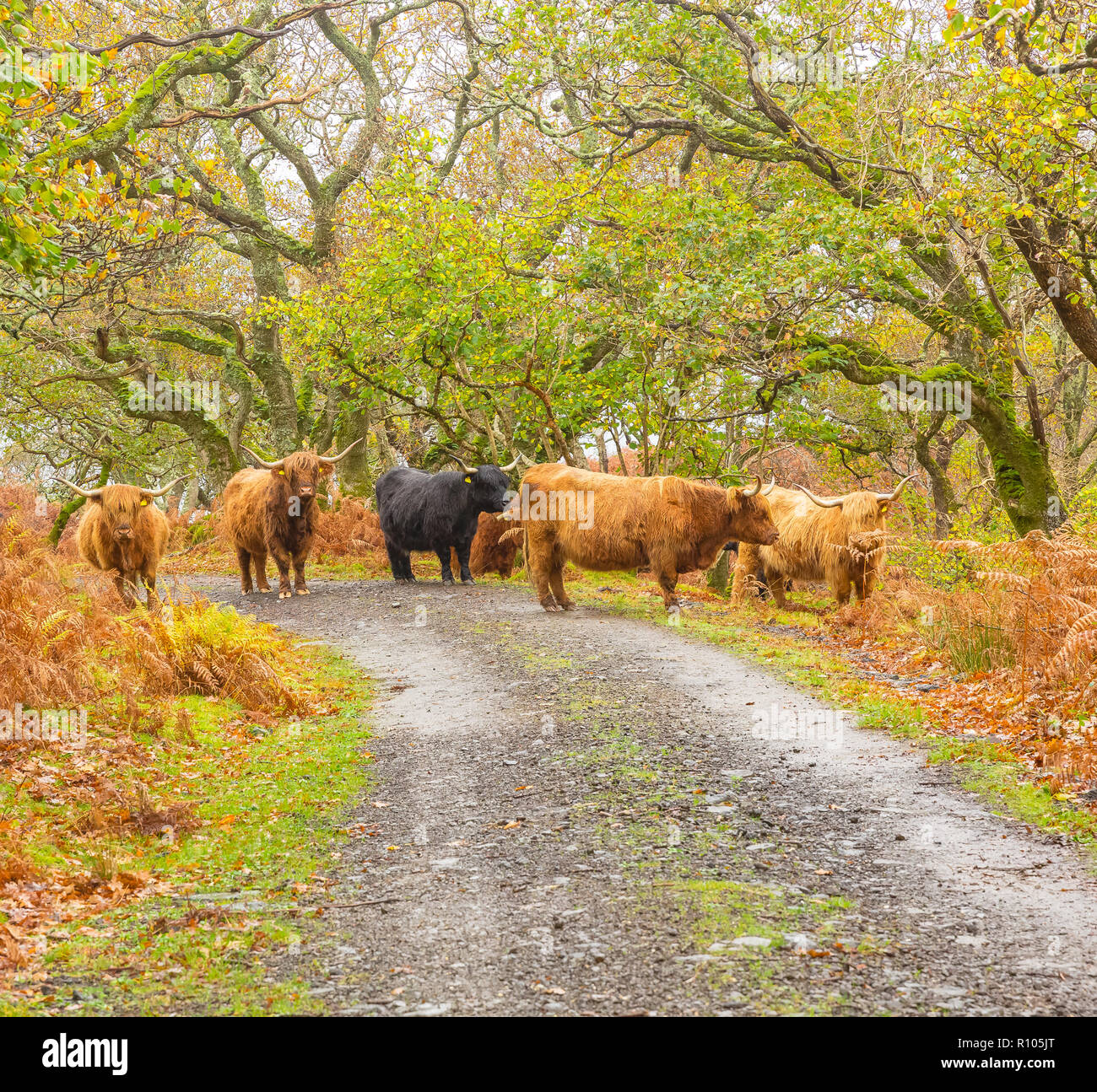 Manada de Highland ganado en la isla de Mull, en las Hébridas interiores, en Escocia, en el Reino Unido durante la temporada de otoño o el otoño con hojas doradas y Bracken. Foto de stock