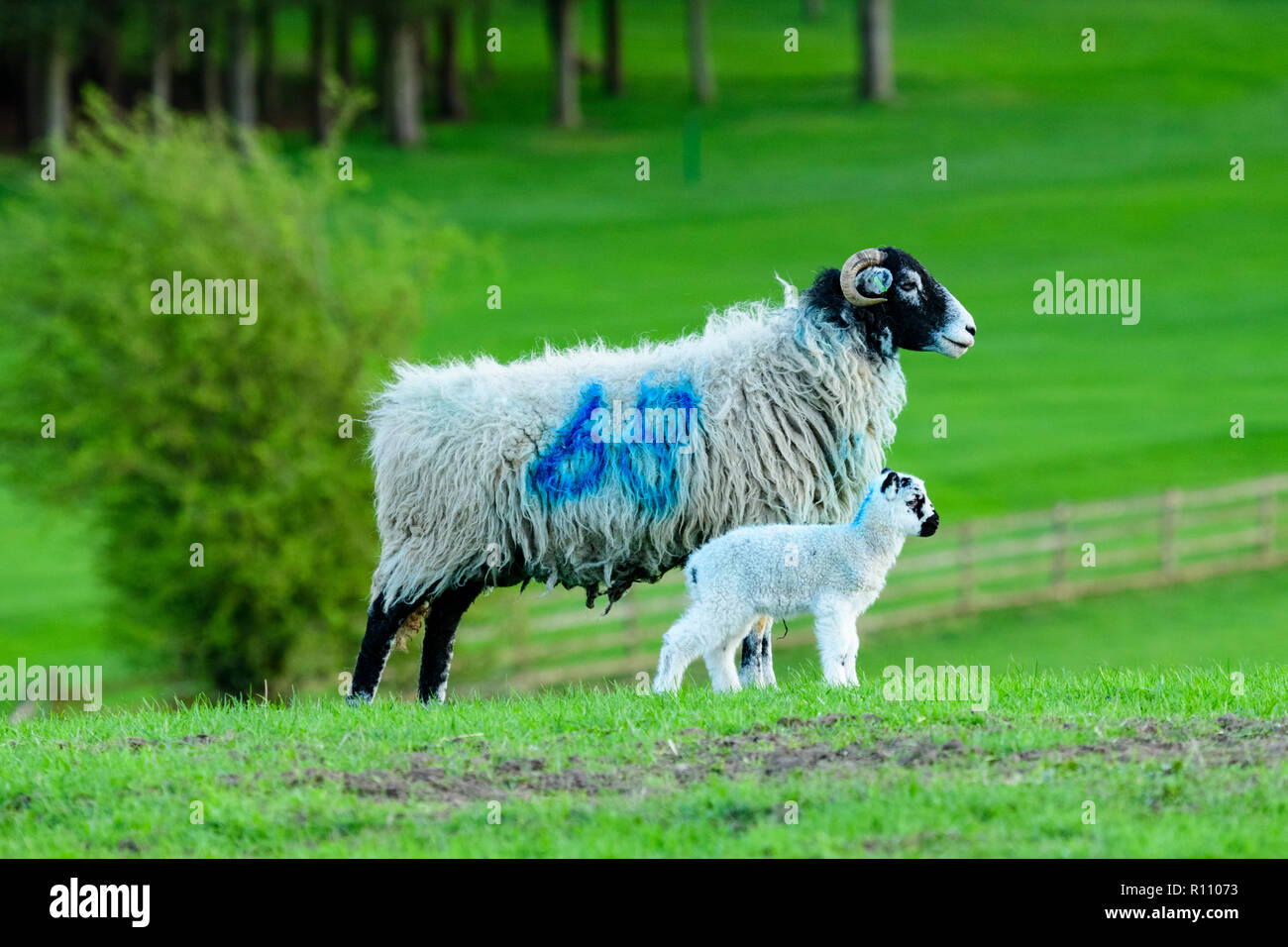 Perfil de cerca de 1 ovejas Swaledale (oveja) & Cute cordero de pie juntos en una granja campo en primavera. Yorkshire, Inglaterra, GB, Reino Unido. Foto de stock