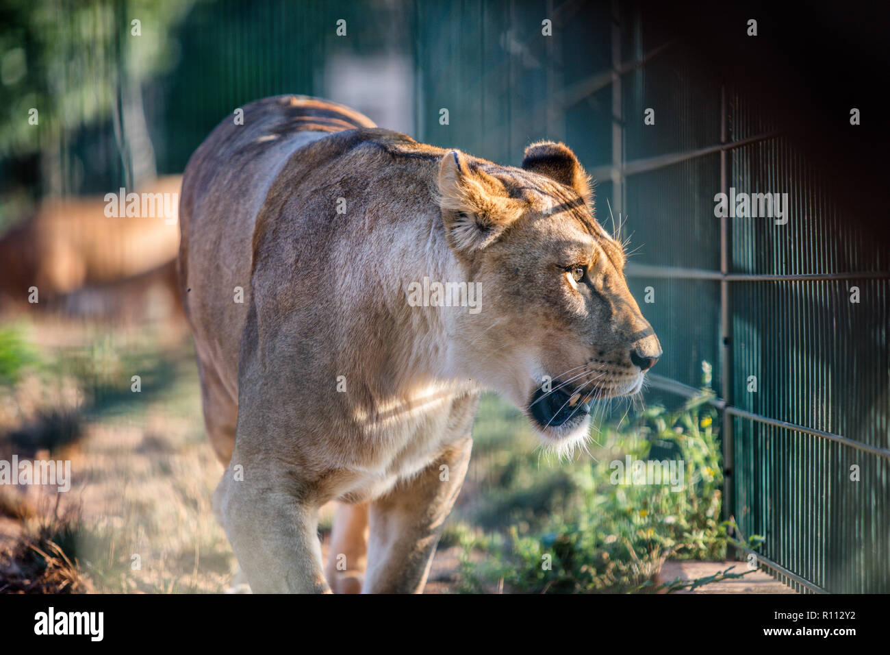 León en una jaula. Foto de stock