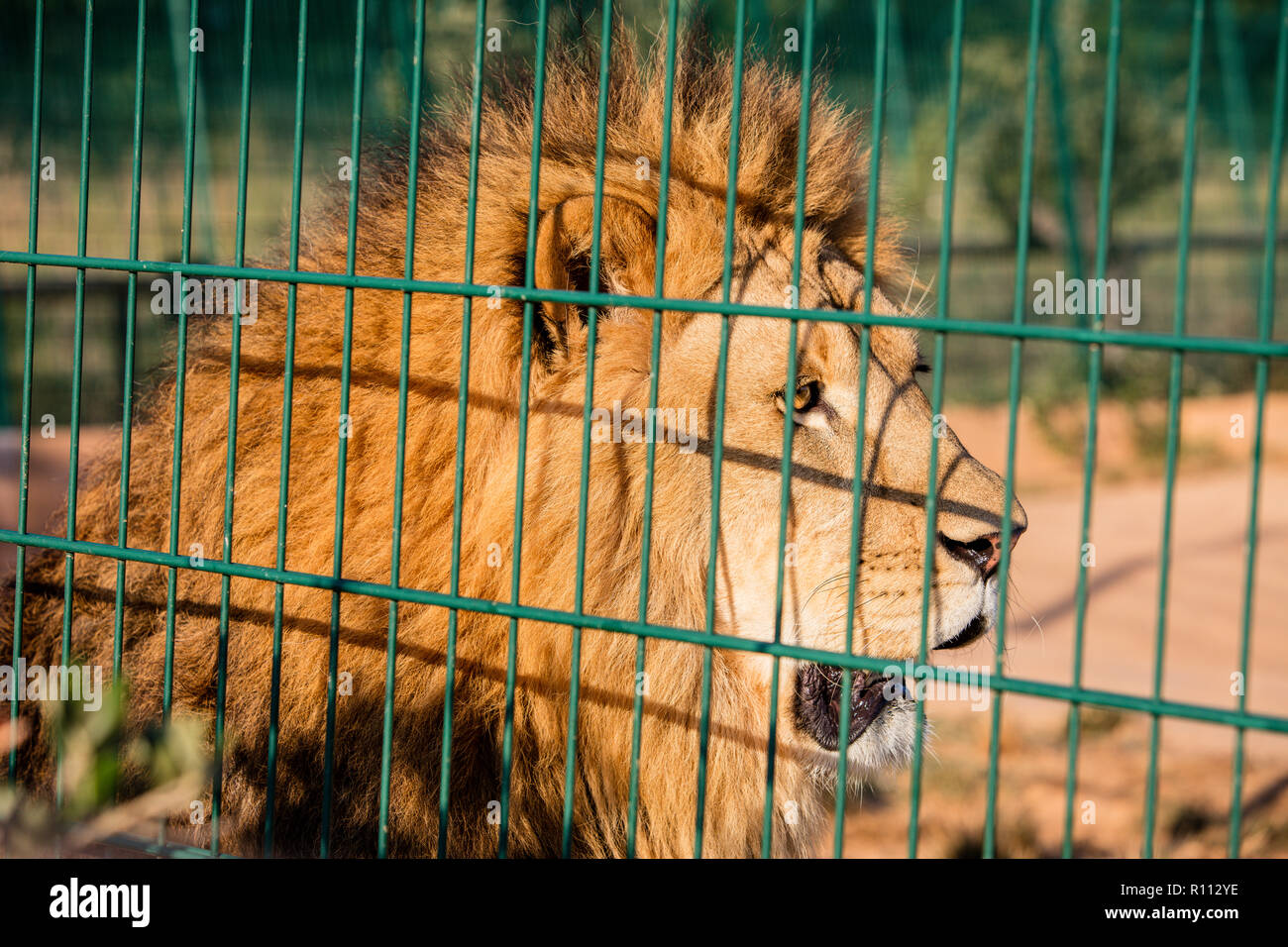 León en una jaula Foto de stock