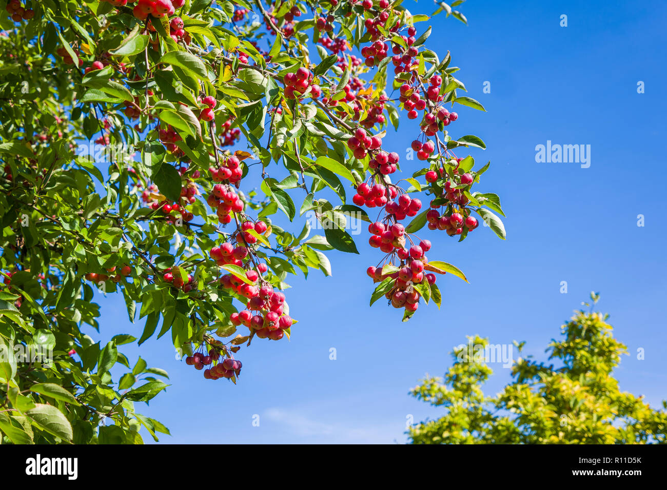 China cojinete del árbol de manzana fruta roja brillante en septiembre en un jardín inglés en UK Foto de stock