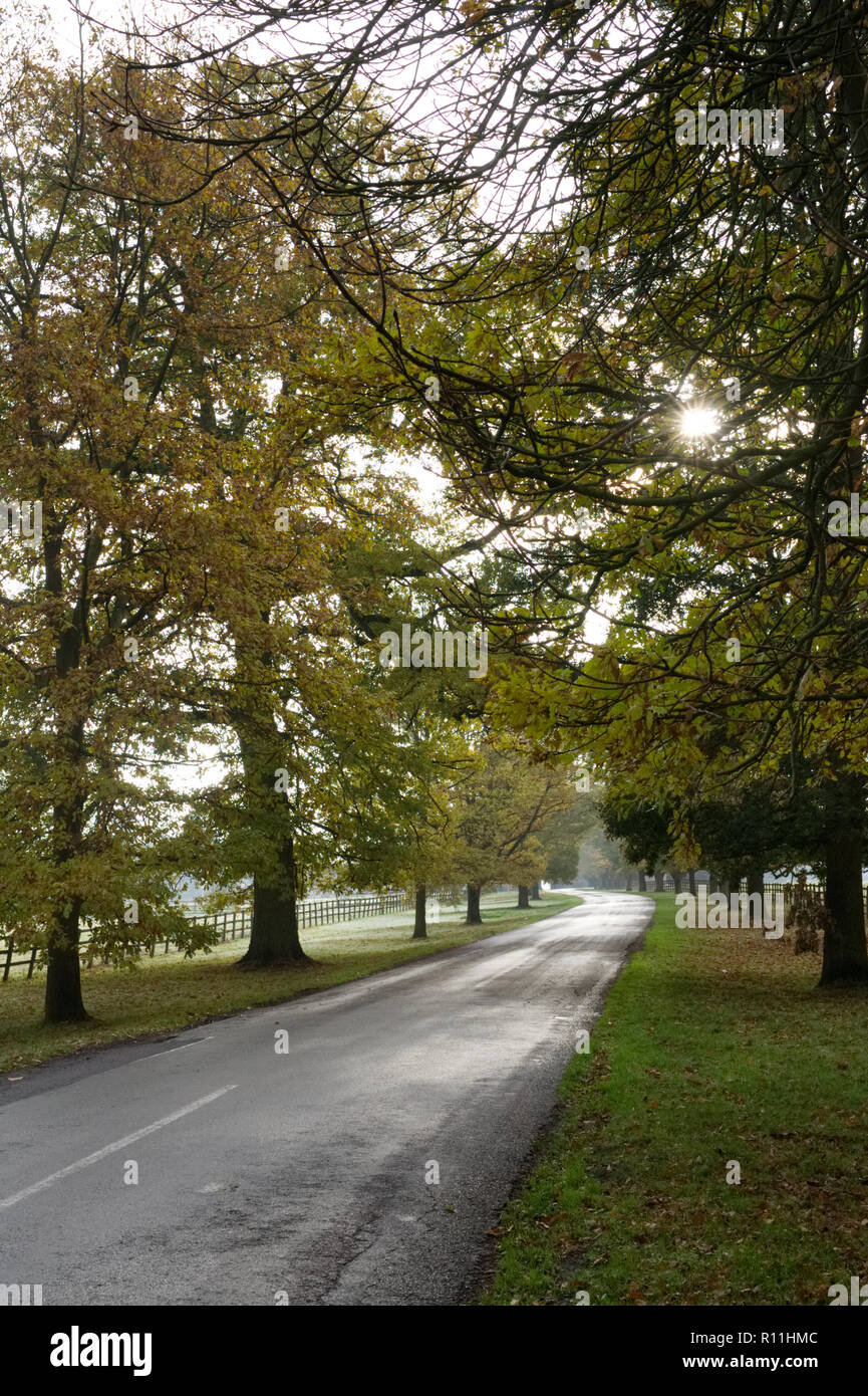 Quercus. Los árboles de roble inglés forrando un carril del país en otoño. Foto de stock