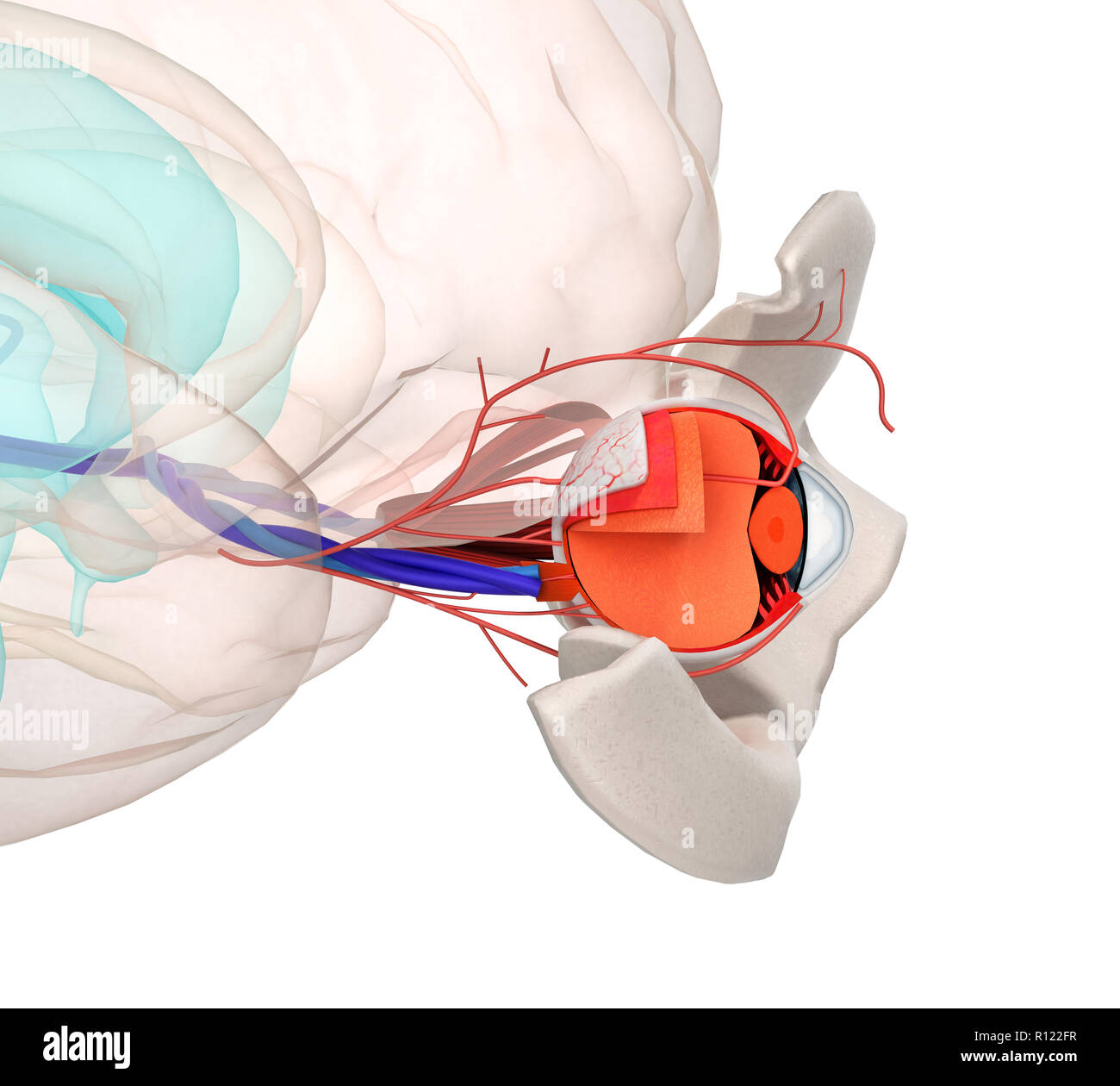 Anatomía del ojo y la estructura, los músculos, los nervios y los vasos  sanguíneos de los ojos se cierran hasta 3D Render Fotografía de stock -  Alamy