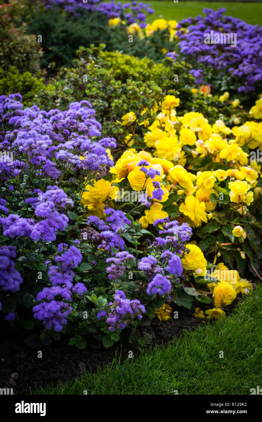 Amarillo begonia flores en el huerto con flores violetas Fotografía de  stock - Alamy