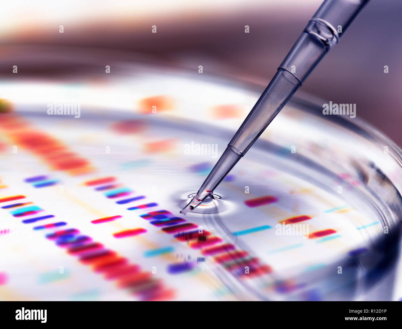 Pipeta añadiendo a la muestra de petri con los perfiles de ADN en segundo plano. Foto de stock