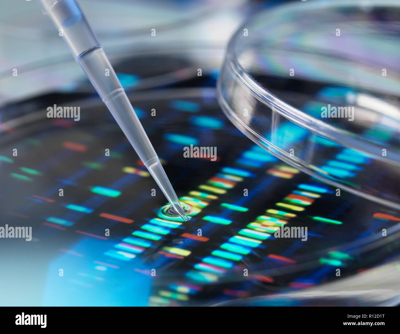 Pipeta añadiendo a la muestra de petri con los perfiles de ADN en segundo plano. Foto de stock