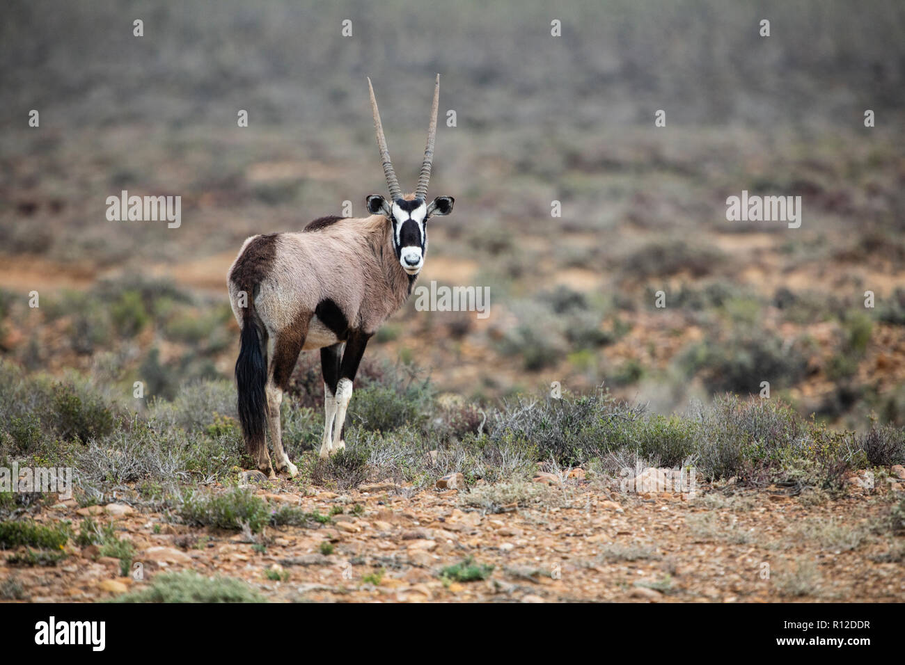 Gemsbok (Oryx gazella), Sutherland, Northern Cape, Sudáfrica Foto de stock
