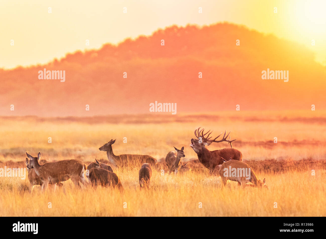Manada de ciervo rojo Cervus elaphus el celo y rugientes durante la puesta de sol, el celo durante la temporada de apareamiento en un paisaje con colinas, campos y un hermoso sol Foto de stock