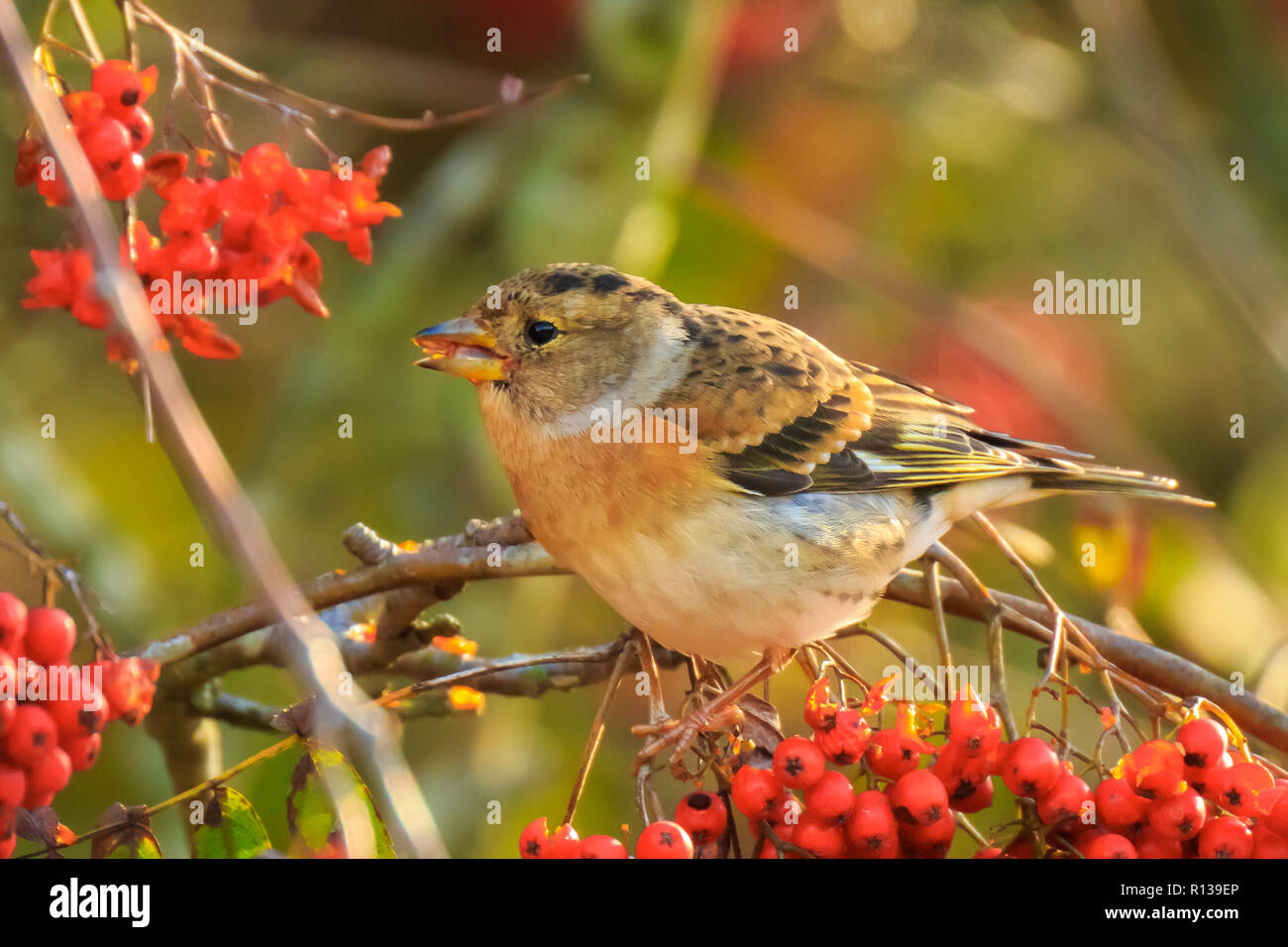 Primer plano de un pájaro, brambling Fringilla montifringilla, en invierno el plumaje naranja alimentación bayas de Sorbus aucuparia, también llamado rowan y mountain-como Foto de stock