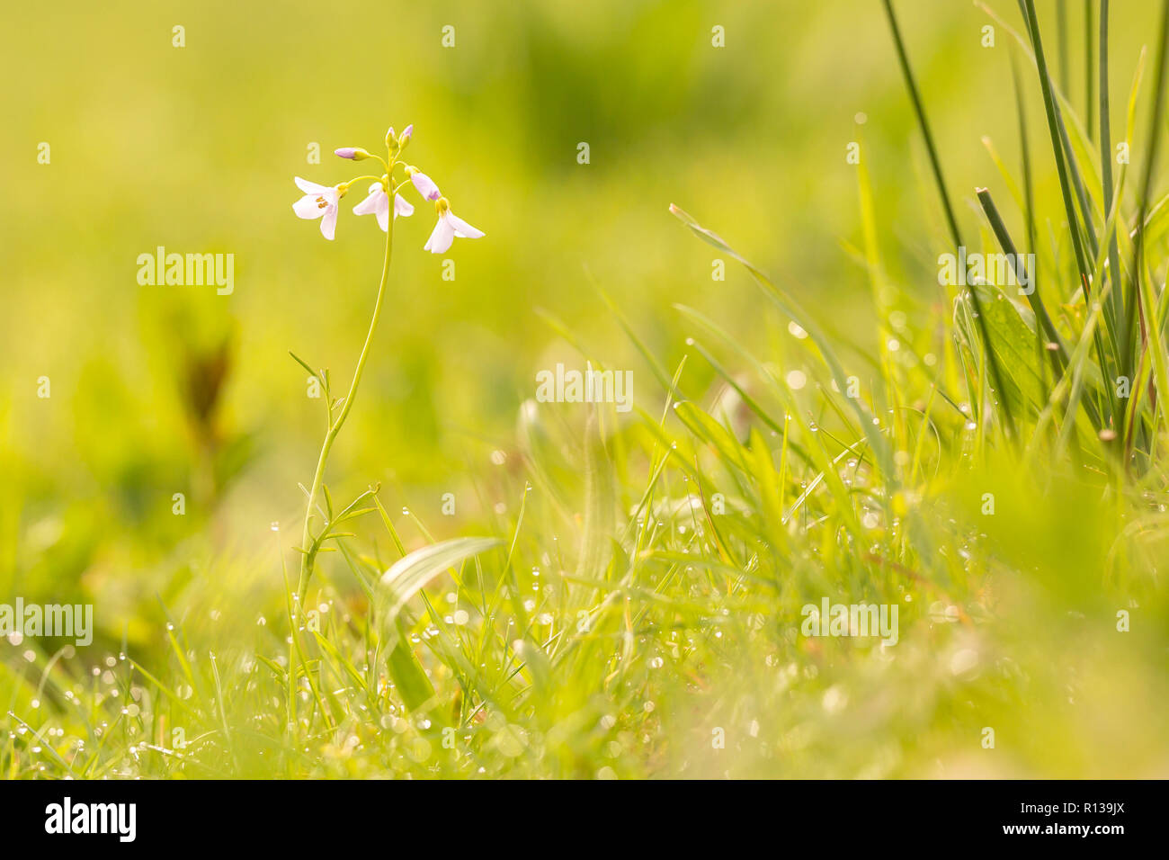 Cuckooflower, Cardamine pratensis, floreciendo en un prado húmedo y fresco durante la primavera. Esta planta es una planta huésped para la punta anaranjada butterfly (Anthocha Foto de stock