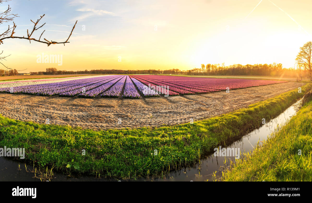 Campo de flores florecen coloridas con jacintos durante la puesta de sol,  Holanda. Un famoso destino turístico para visitar es la primavera  Fotografía de stock - Alamy