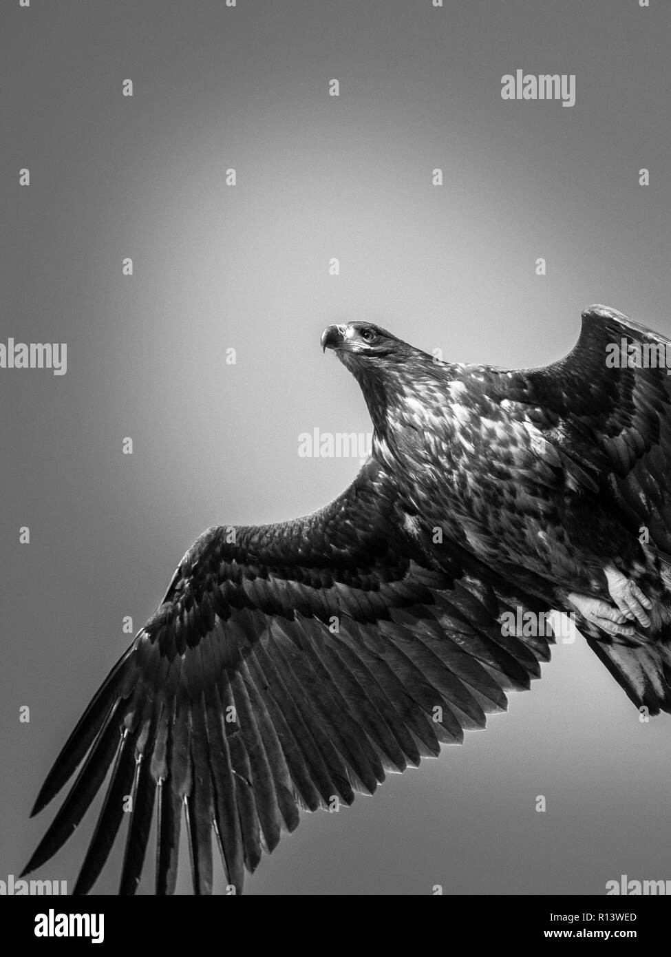 El águila de cola blanca en blanco y negro Foto de stock