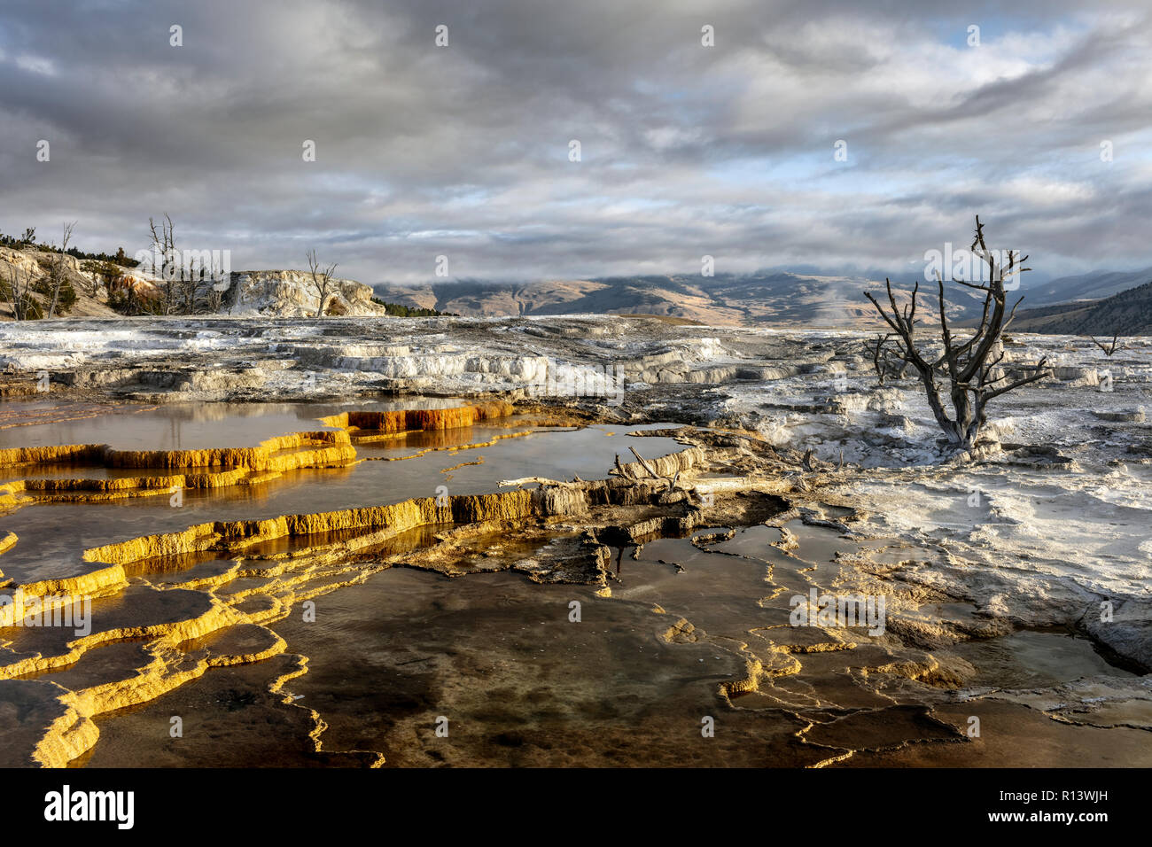 WY03566-00...Wyoming - terraza superior de Yelllowstone Mammoth Hot Springs en el Parque Nacional. Foto de stock