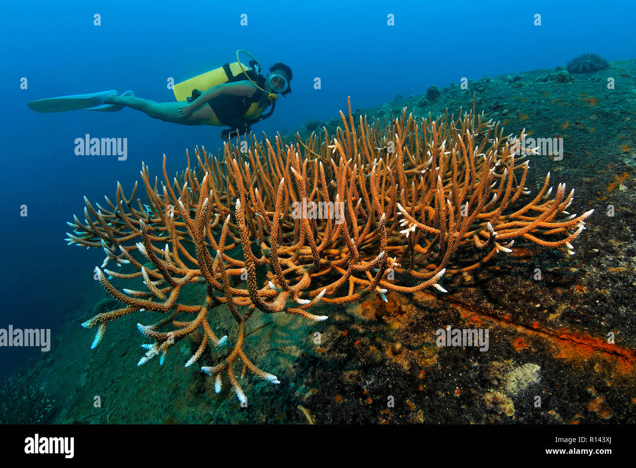 Scuba Diver y robusto Coral de Cuerno de Ciervo (Acropora robusta), al naufragio Teshio Maru, WW II, Palau, Micronesia Foto de stock