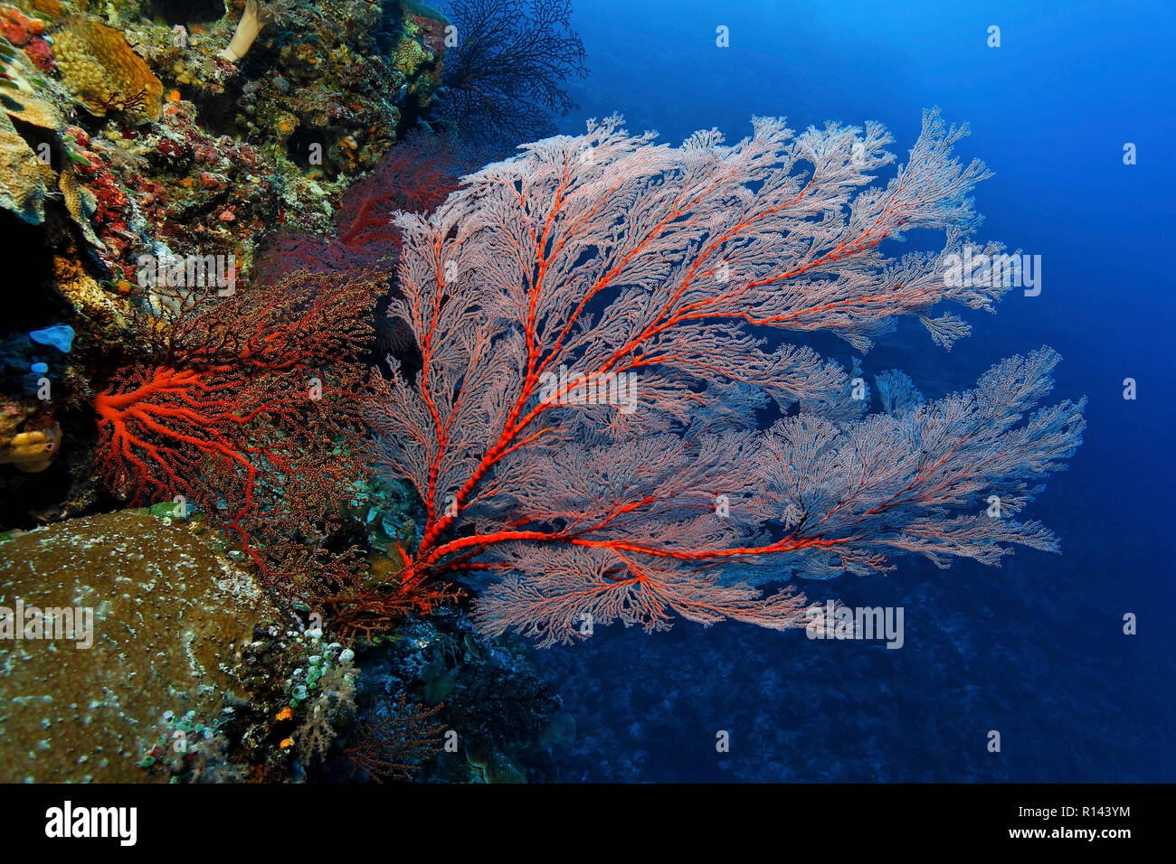 Ventilador anudadas coral (Melithaea ochracea) en un arrecife de coral, Palau, Micronesia Foto de stock