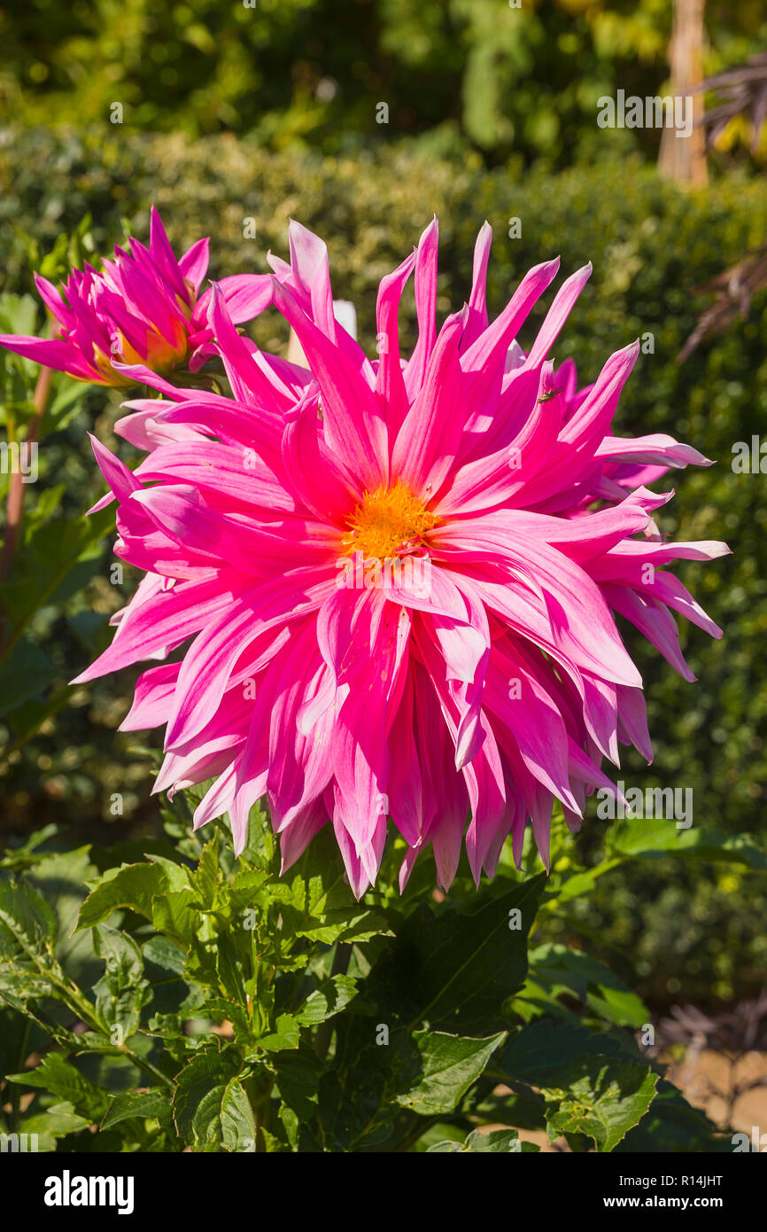 Dalia Hollyhill Big Pink crece en un jardín inglés en Octubre Foto de stock